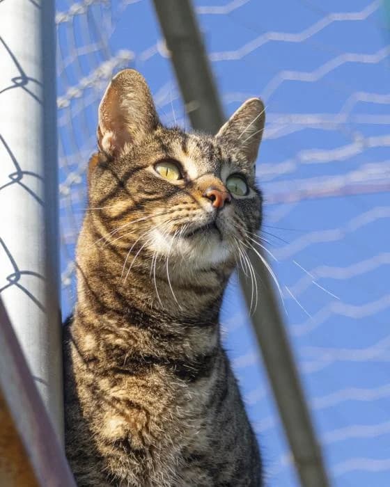 ATHOS, male senior European Shorthair for adoption at Arca de Noé
