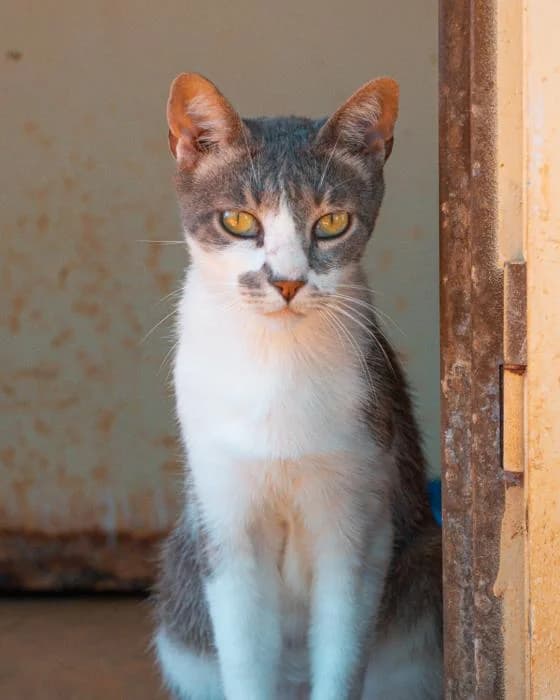 PORTHOS, male senior European Shorthair for adoption at Arca de Noé