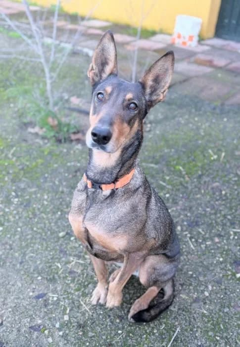 LIRA, female senior Podenco for adoption at Arca de Noé