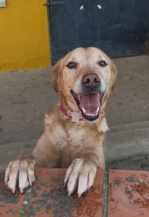 TRONCO, male 6yo Mixed Breed for adoption at Arca de Noé