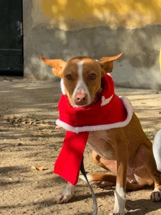 ARDILLA, female 5yo Podenco for adoption at Arca de Noé