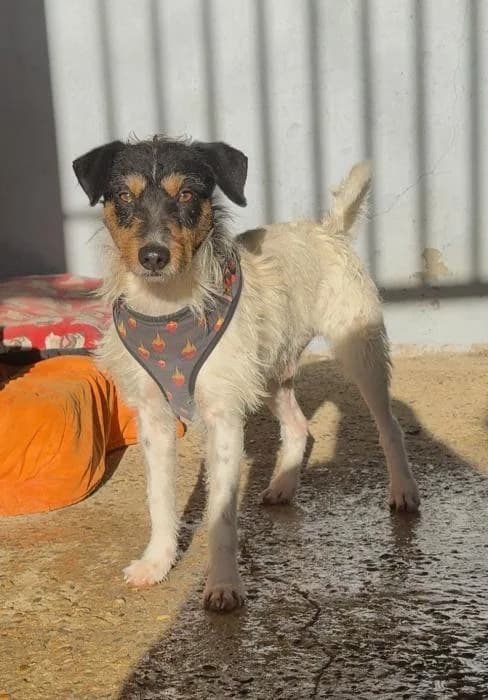 HOUDINI, male 4yo Mixed Breed for adoption at Arca de Noé