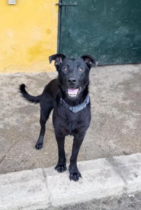 CAPITÁN, male 3yo Mixed Breed for adoption at Arca de Noé