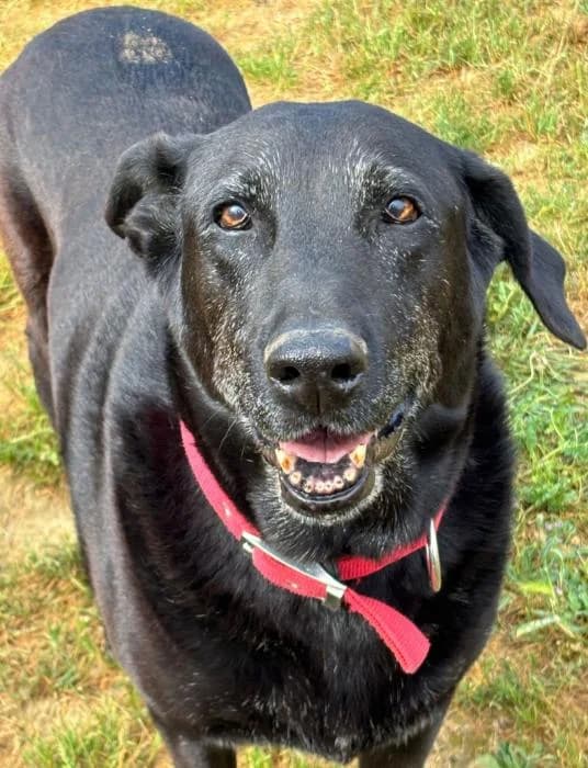 NALA, female senior Labrador Retriever for adoption at Arca de Noé