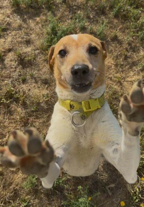 LAGHERTA, female senior Mixed Breed for adoption at Arca de Noé