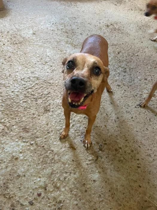 RIHANNA, female senior Mixed Breed for adoption at Arca de Noé