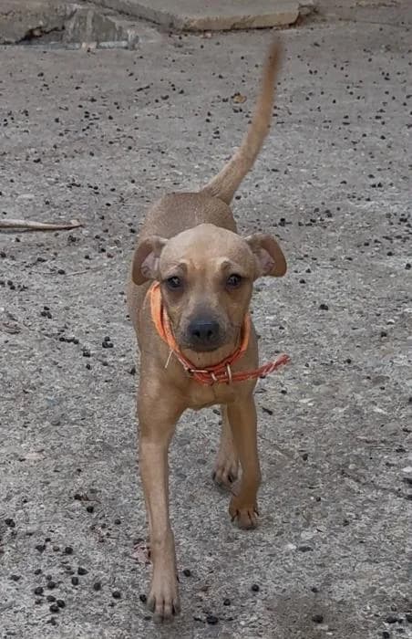 PAQUITA, female puppy Mixed Breed for adoption at Arca de Noé