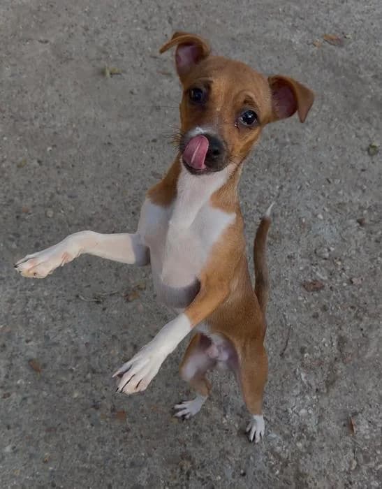CALCETINES, male puppy Mixed Breed for adoption at Arca de Noé