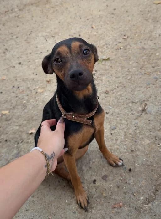 OLIVA, female puppy Mixed Breed for adoption at Arca de Noé