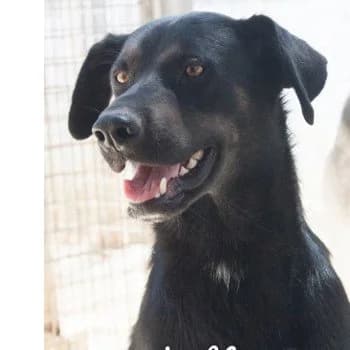Jeffrey, male senior Mixed Breed for adoption at Protectora Arca International (Aldover)