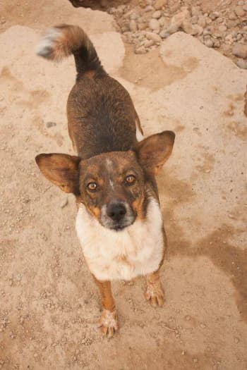 Jerry, male Mixed Breed for adoption at Protectora Arca International (Aldover)