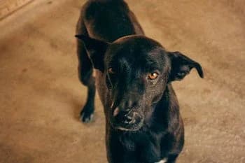 Panet, male Mixed Breed for adoption at Protectora Arca International (Aldover)