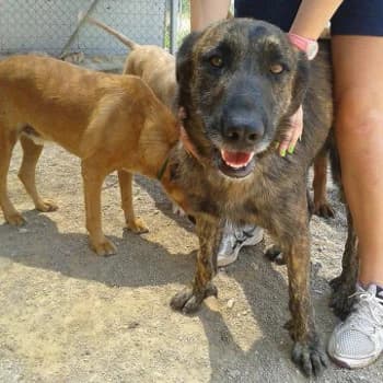 Meister, male 3yo Mixed Breed for adoption at Protectora Arca International (Aldover)