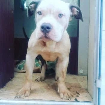 Requisados Alcanar, female senior Mixed Breed for adoption at Protectora Arca International (Aldover)