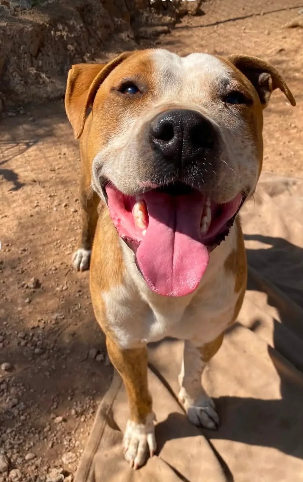 Kelloggs, male Mixed Breed for adoption at Protectora Arca International (Aldover)