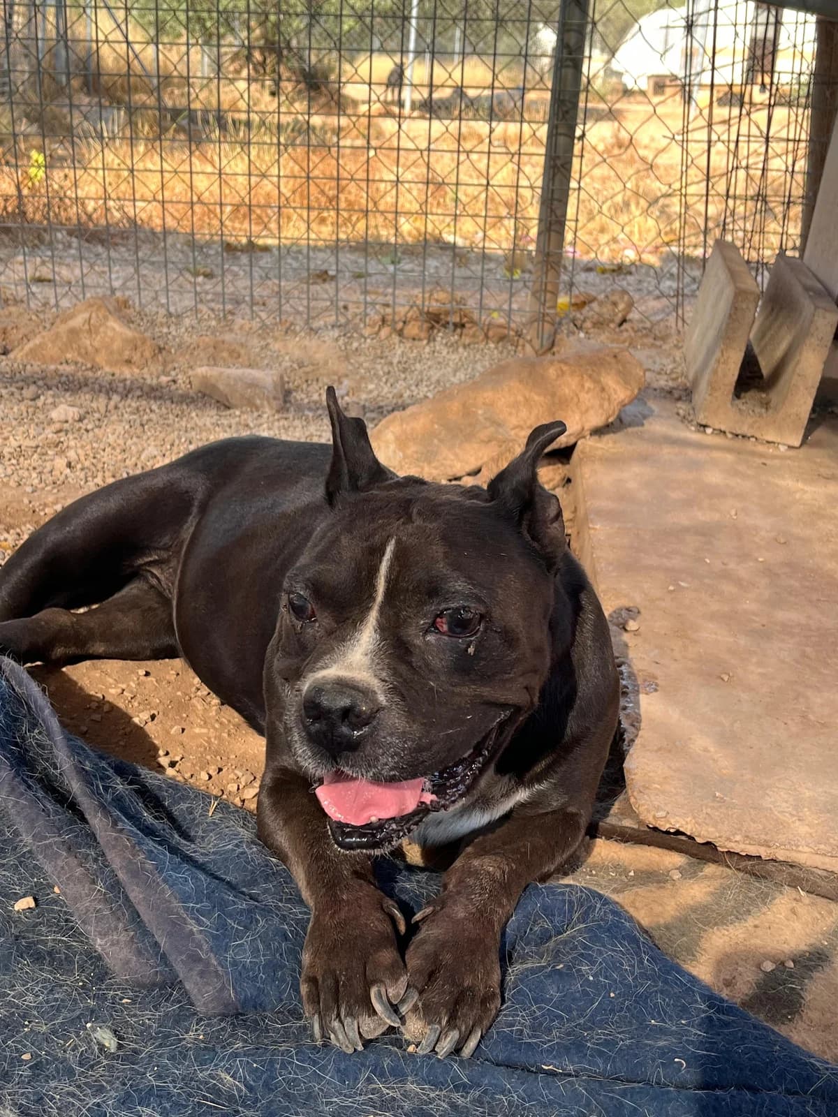 Kira, female Mixed Breed for adoption at Protectora Arca International (Aldover)