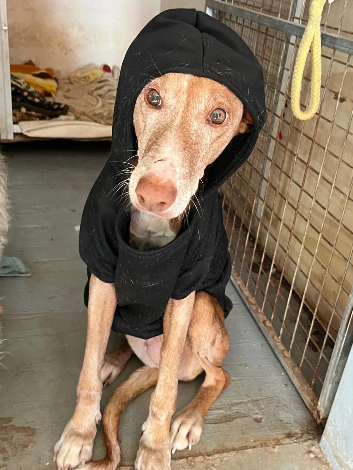 Suki (Senior), female senior Mixed Breed for adoption at Protectora Arca International (Aldover)