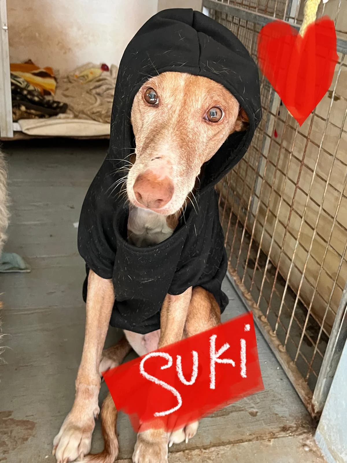Suki (Senior), female senior Mixed Breed for adoption at Protectora Arca International (Aldover)