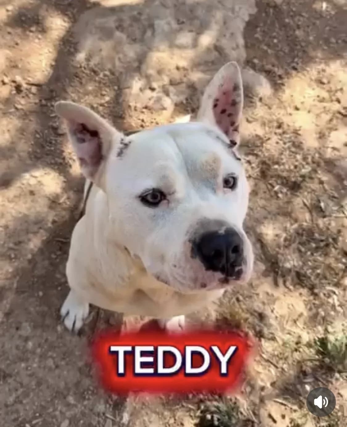 Teddy, male Mixed Breed for adoption at Protectora Arca International (Aldover)