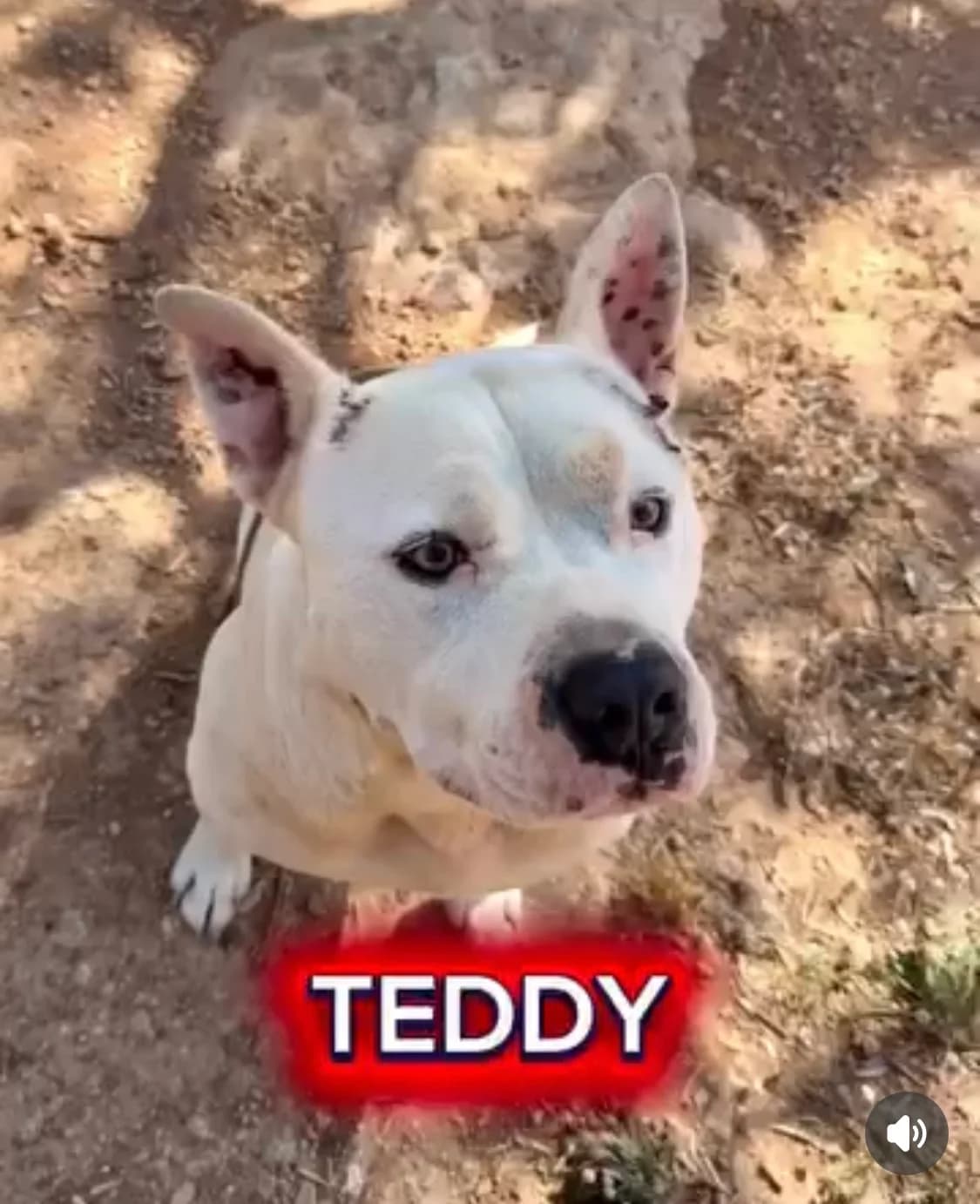 Teddy, male Mixed Breed for adoption at Protectora Arca International (Aldover)