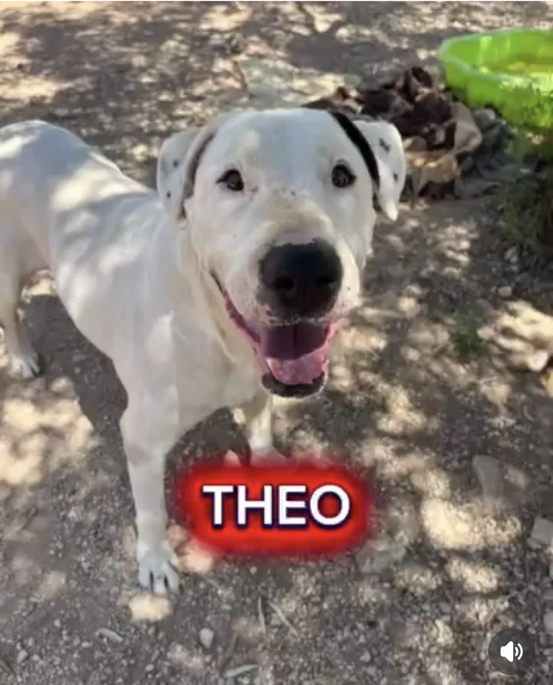 Theo, male Mixed Breed for adoption at Protectora Arca International (Aldover)