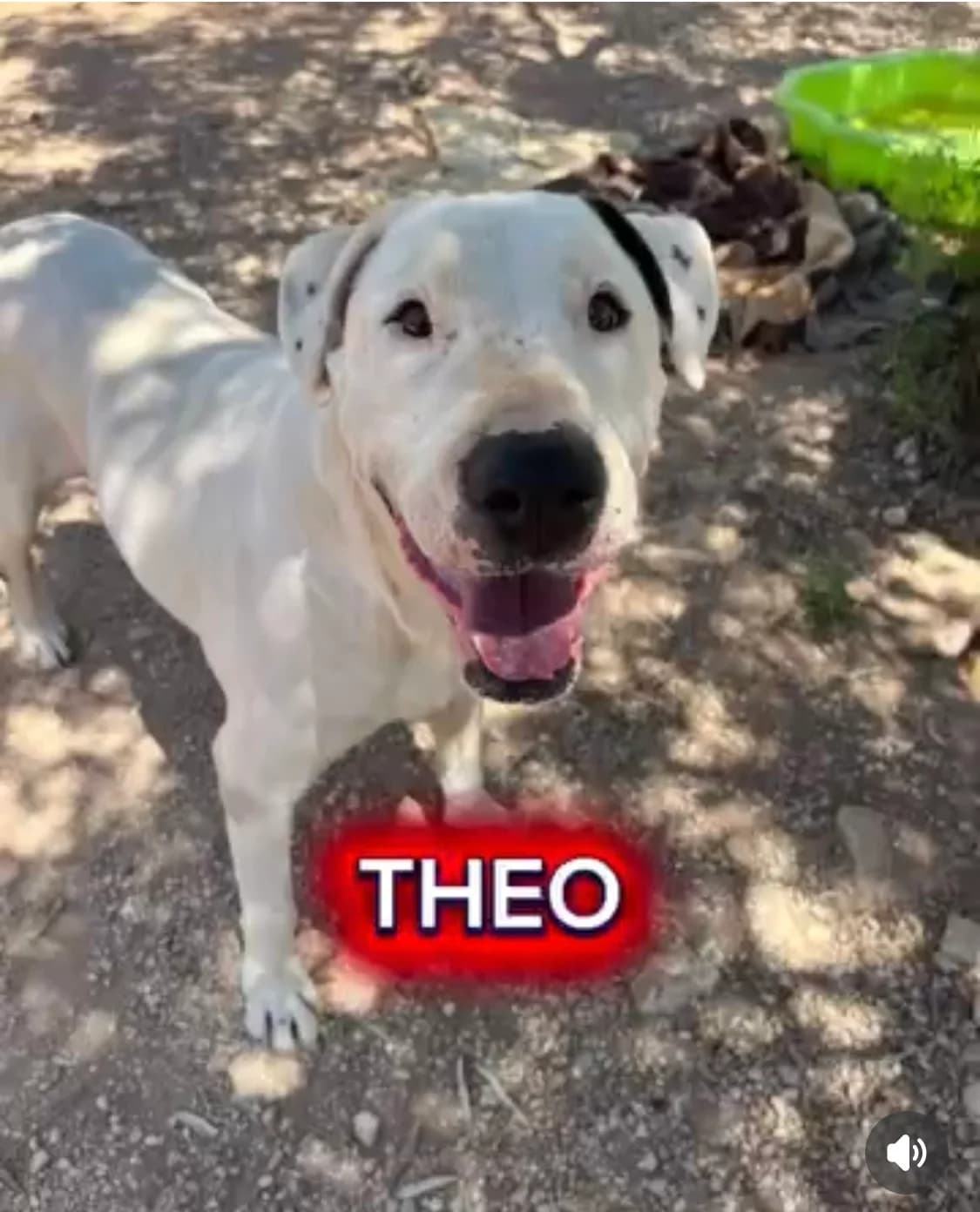 Theo, male Mixed Breed for adoption at Protectora Arca International (Aldover)
