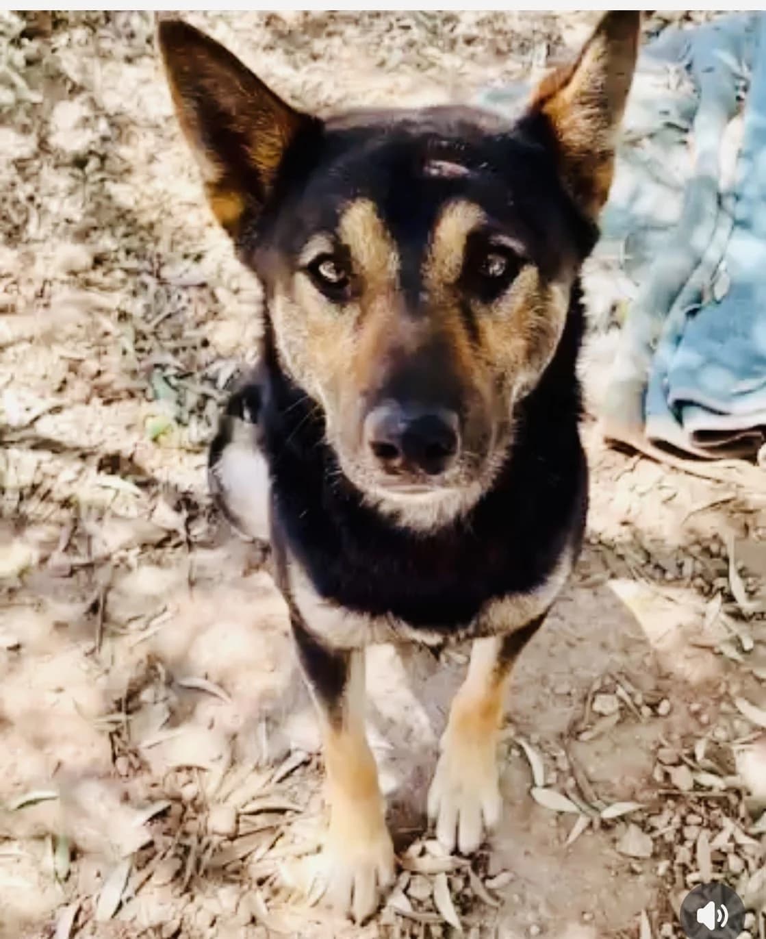 Noury, male Mixed Breed for adoption at Protectora Arca International (Aldover)
