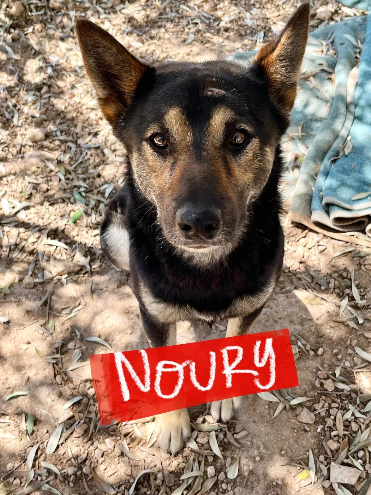 Noury, male Mixed Breed for adoption at Protectora Arca International (Aldover)