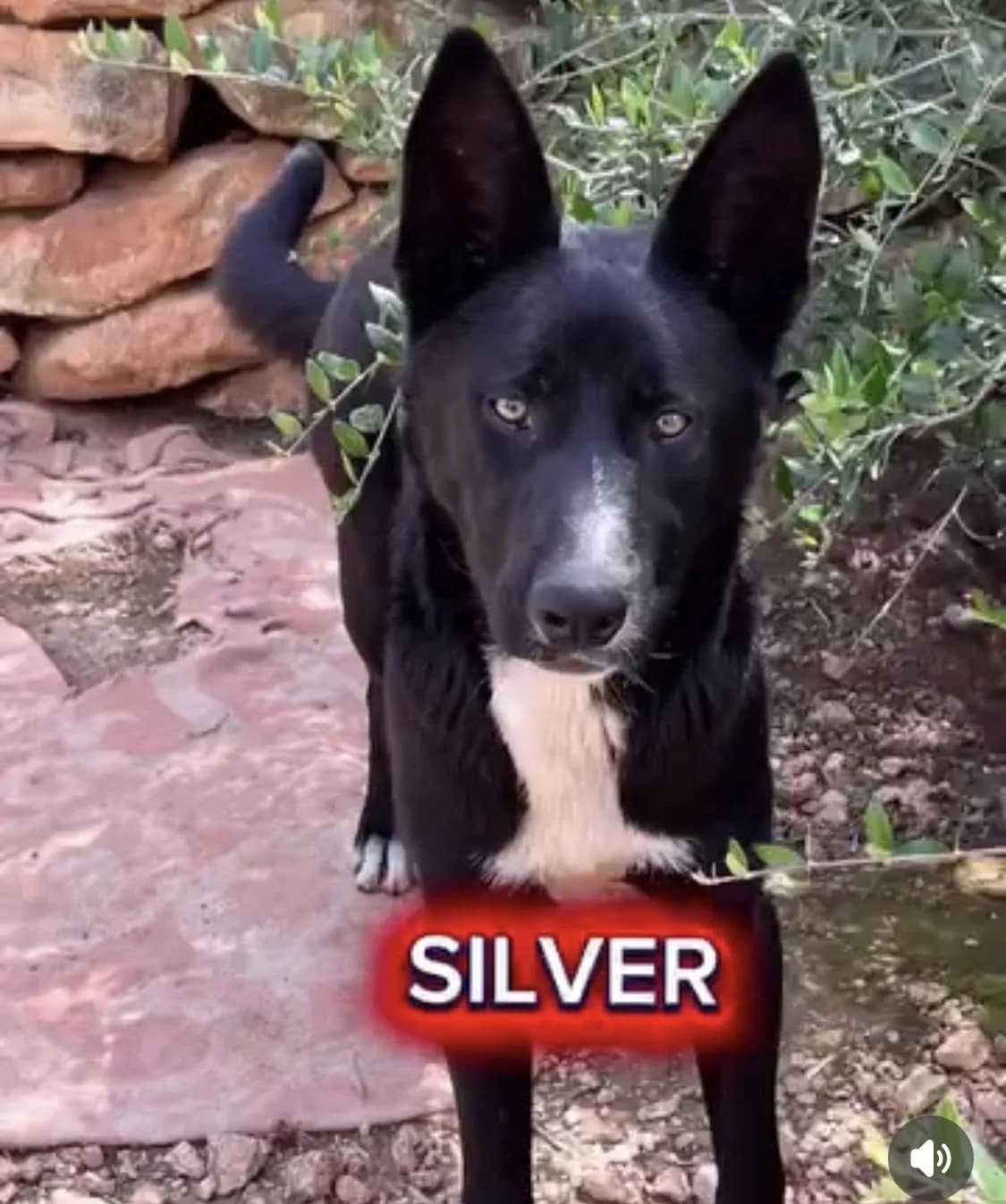 Silver, male Mixed Breed for adoption at Protectora Arca International (Aldover)