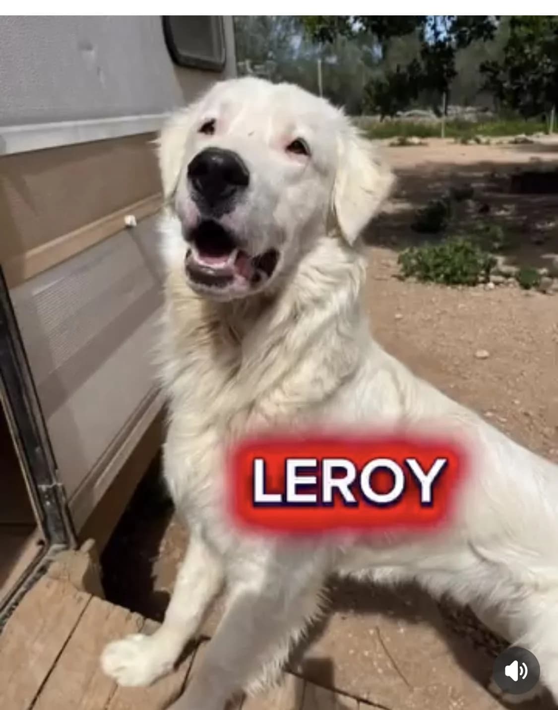 Leroy, male Mixed Breed for adoption at Protectora Arca International (Aldover)