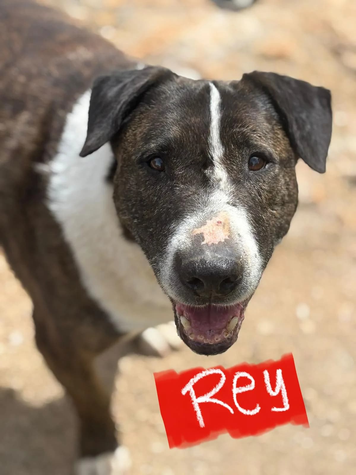 Rey, male Mixed Breed for adoption at Protectora Arca International (Aldover)