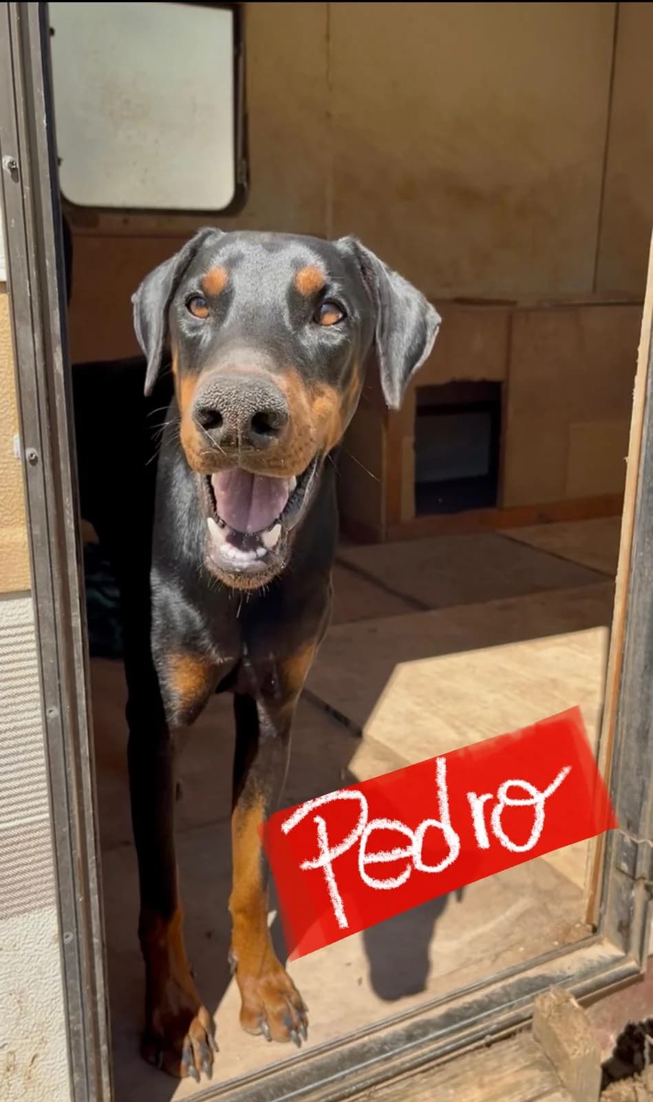 Pedro, male Mixed Breed for adoption at Protectora Arca International (Aldover)