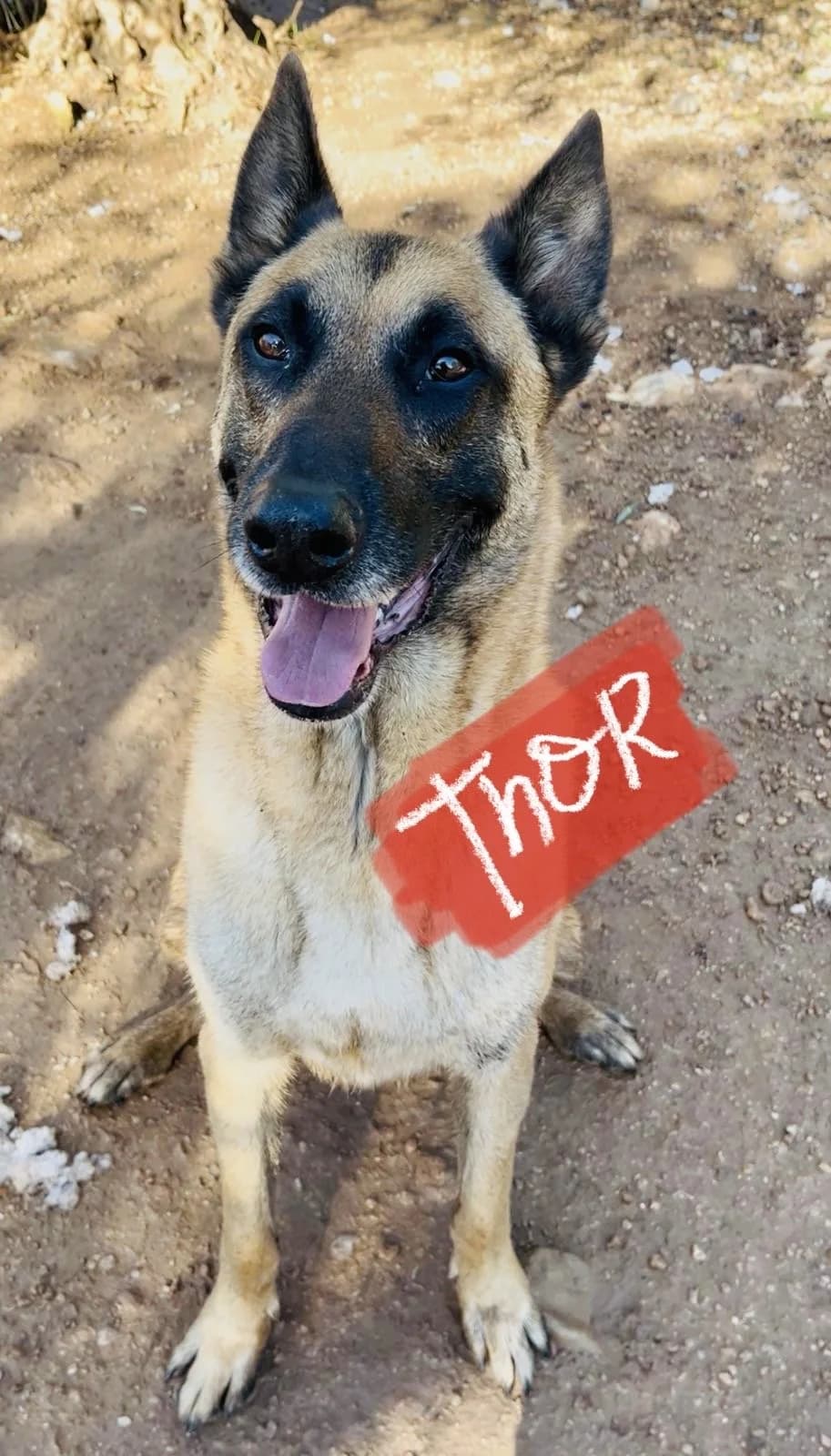 Thor, male Mixed Breed for adoption at Protectora Arca International (Aldover)