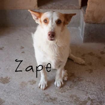 Zape, male Mixed Breed for adoption at Protectora Arca International (Aldover)