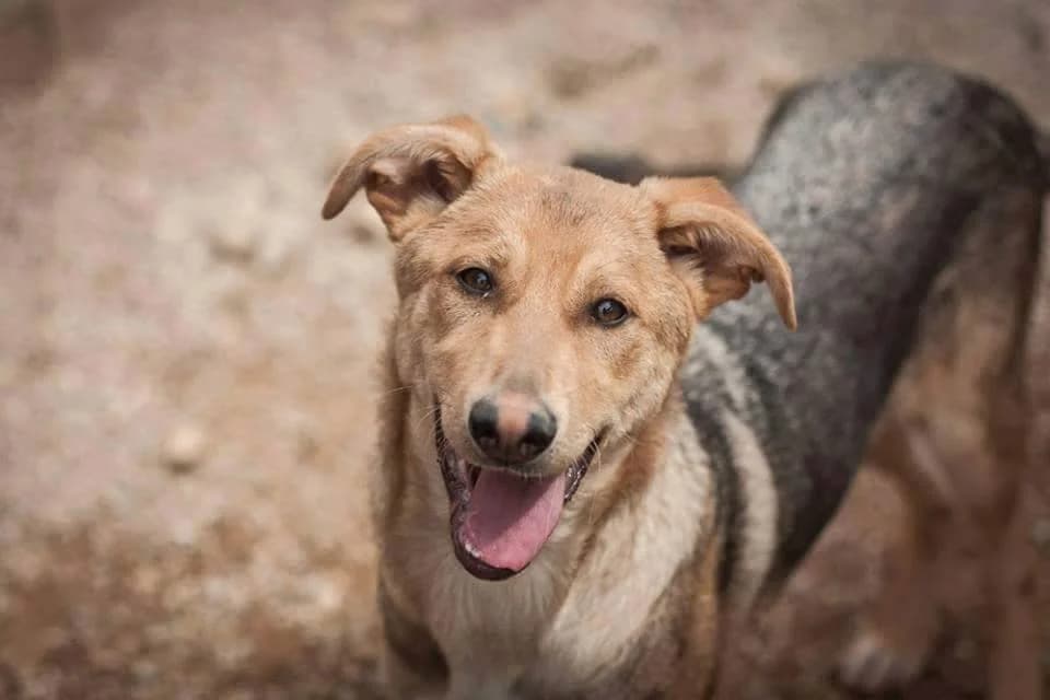Aloha, male Mixed Breed for adoption at Protectora Arca International (Aldover)