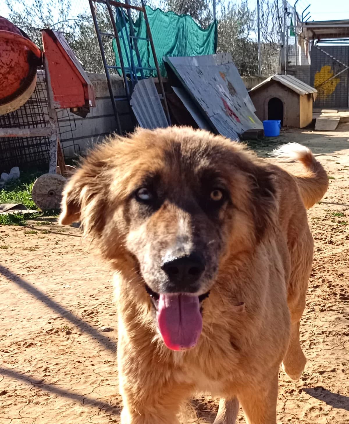 Hanna, female 4yo Mixed Breed for adoption at ArcoNatura Linares