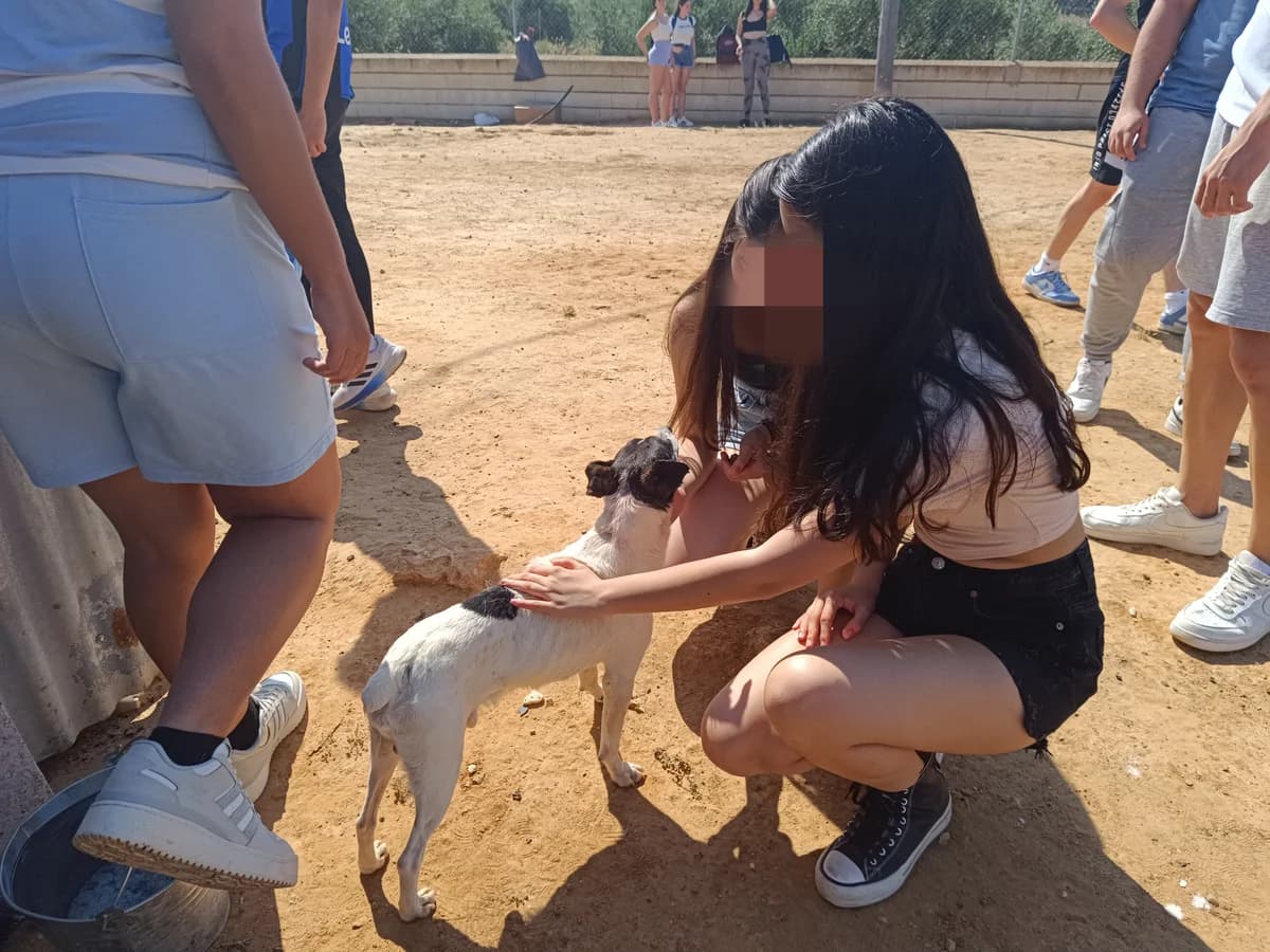 Otto, male senior Mixed Breed for adoption at ArcoNatura Linares