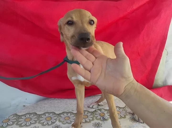 PΓ©talo y Burbuja, female 3yo Mixed Breed for adoption at ArcoNatura Linares