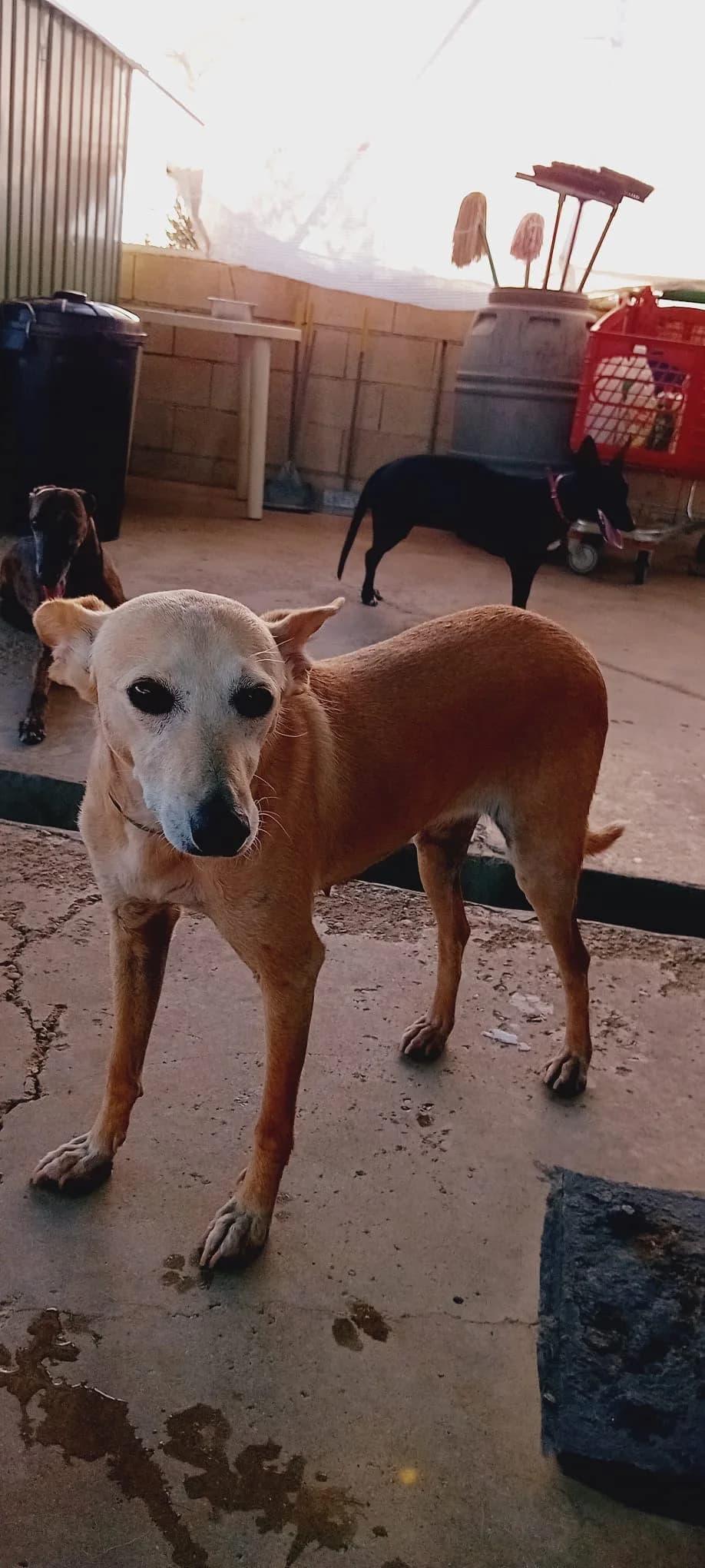 Alma, female senior Mixed Breed for adoption at ArcoNatura Linares