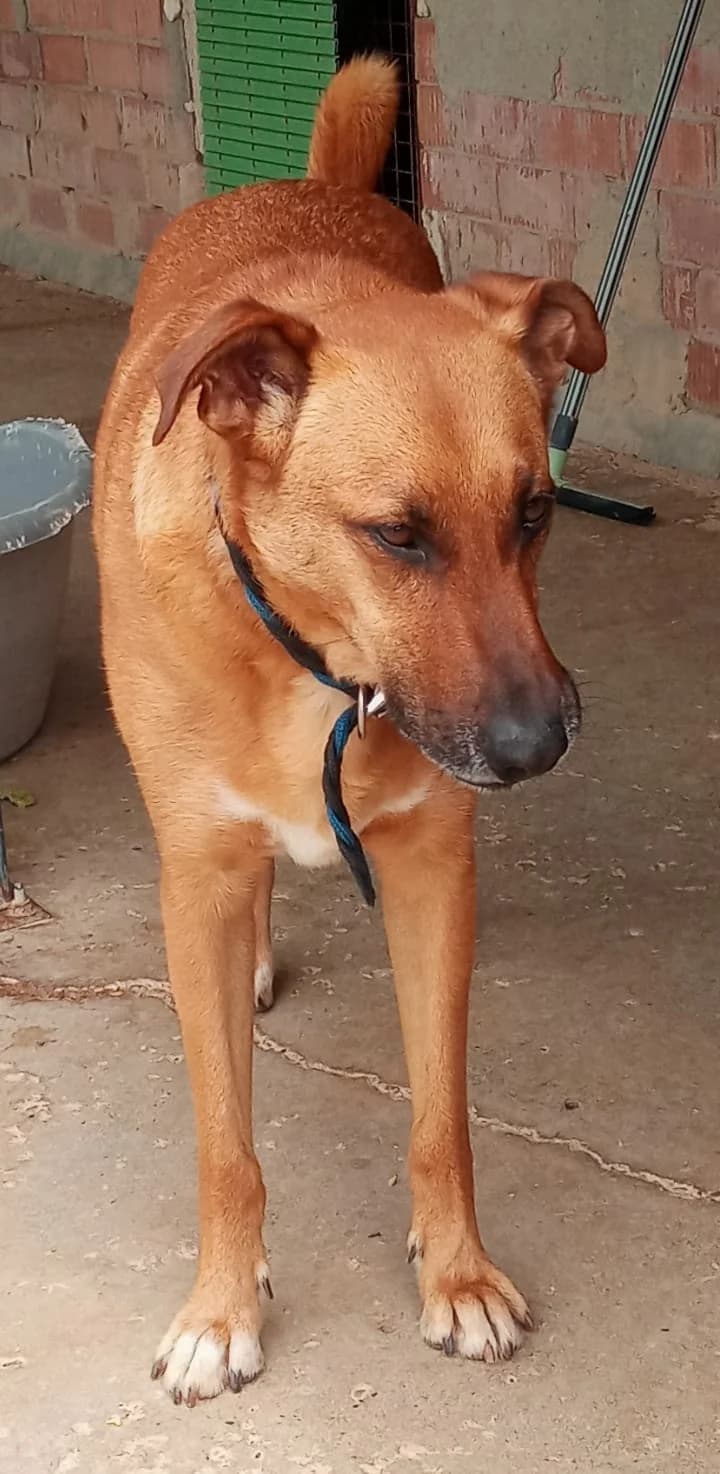 Homer, male 7yo Mixed Breed for adoption at ArcoNatura Linares