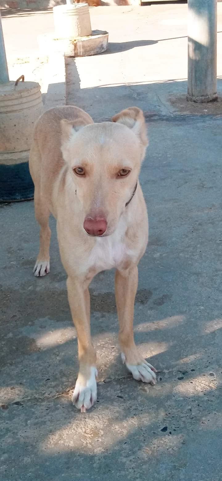 Kalani, male 4yo Mixed Breed for adoption at ArcoNatura Linares