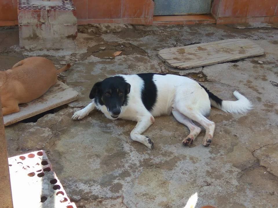 Excalibur, male senior Mixed Breed for adoption at ArcoNatura Linares