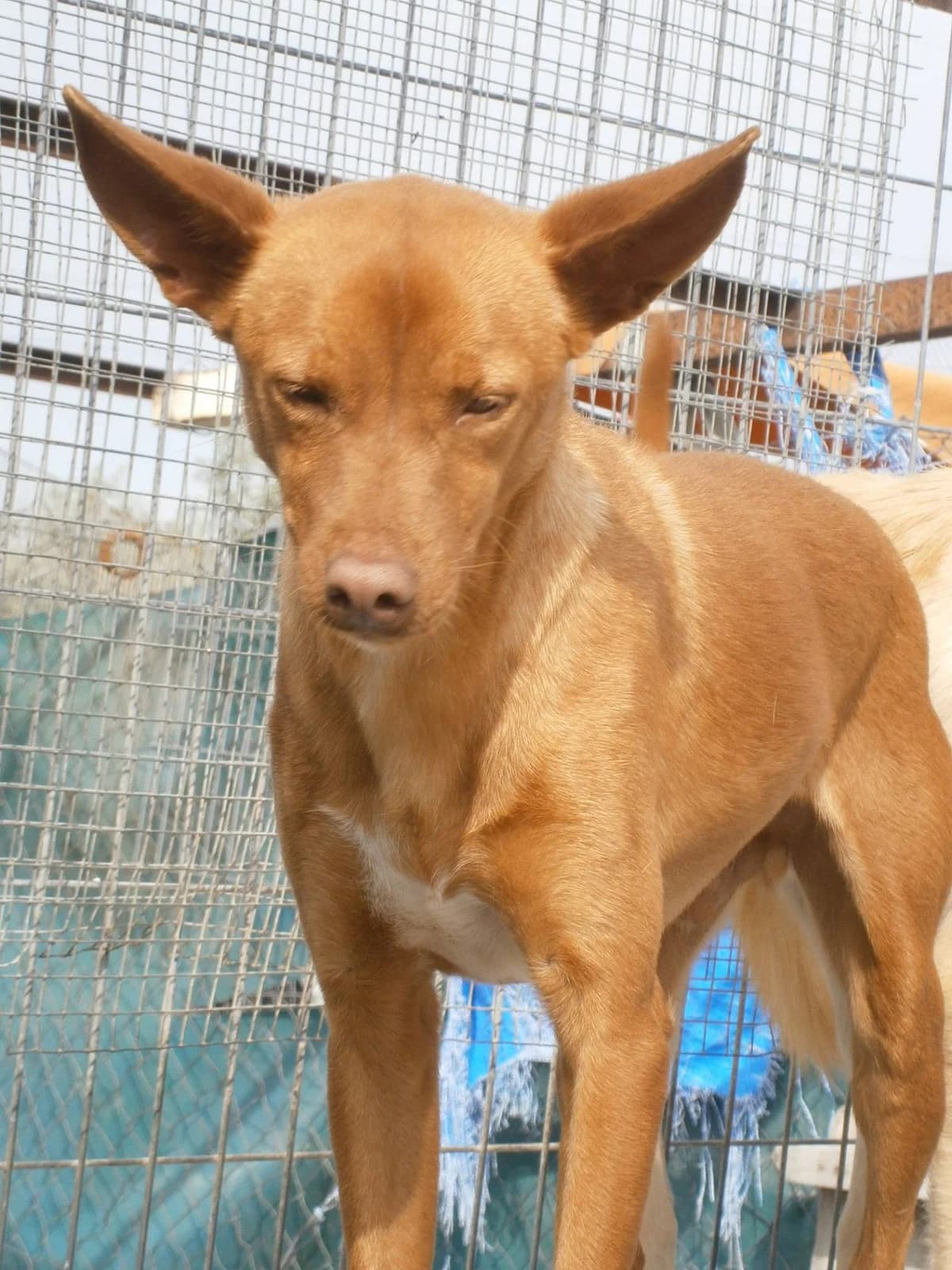 Joselete, male senior Mixed Breed for adoption at ArcoNatura Linares