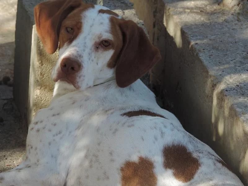 Maribella, female senior Mixed Breed for adoption at ArcoNatura Linares