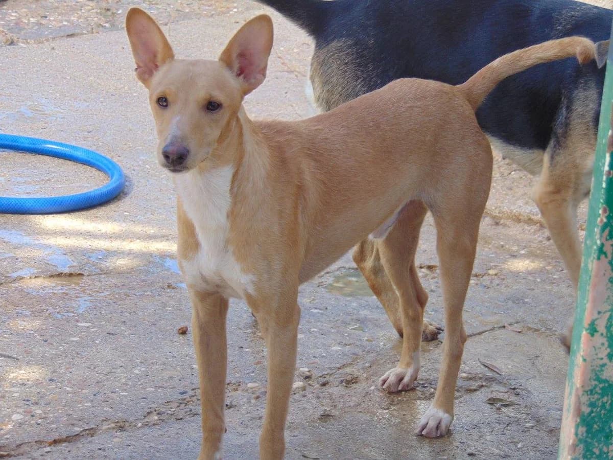 PAPELILLO, male senior Mixed Breed for adoption at ArcoNatura Linares