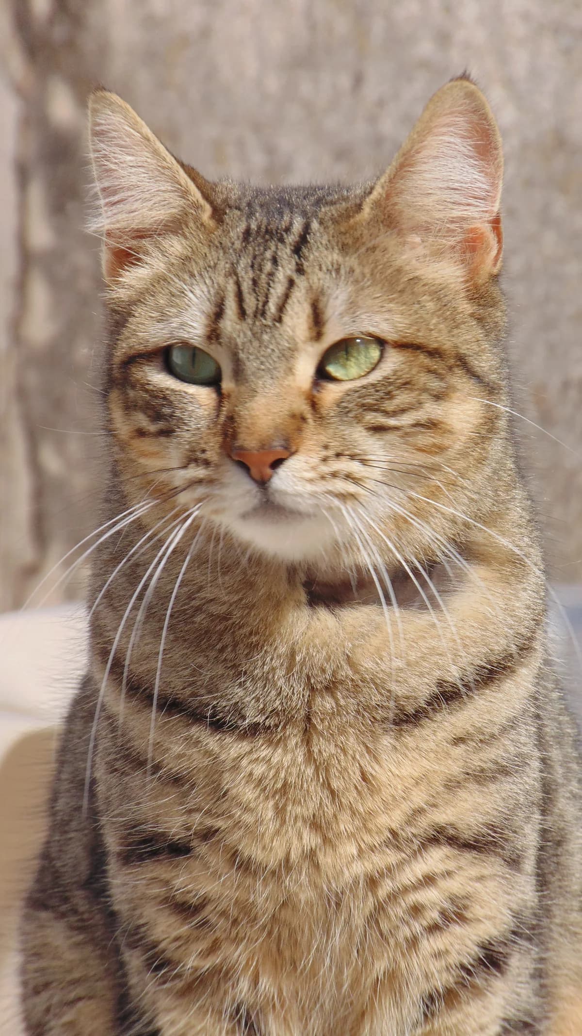 Pili y Mili, female senior Mixed Breed for adoption at ArcoNatura Linares
