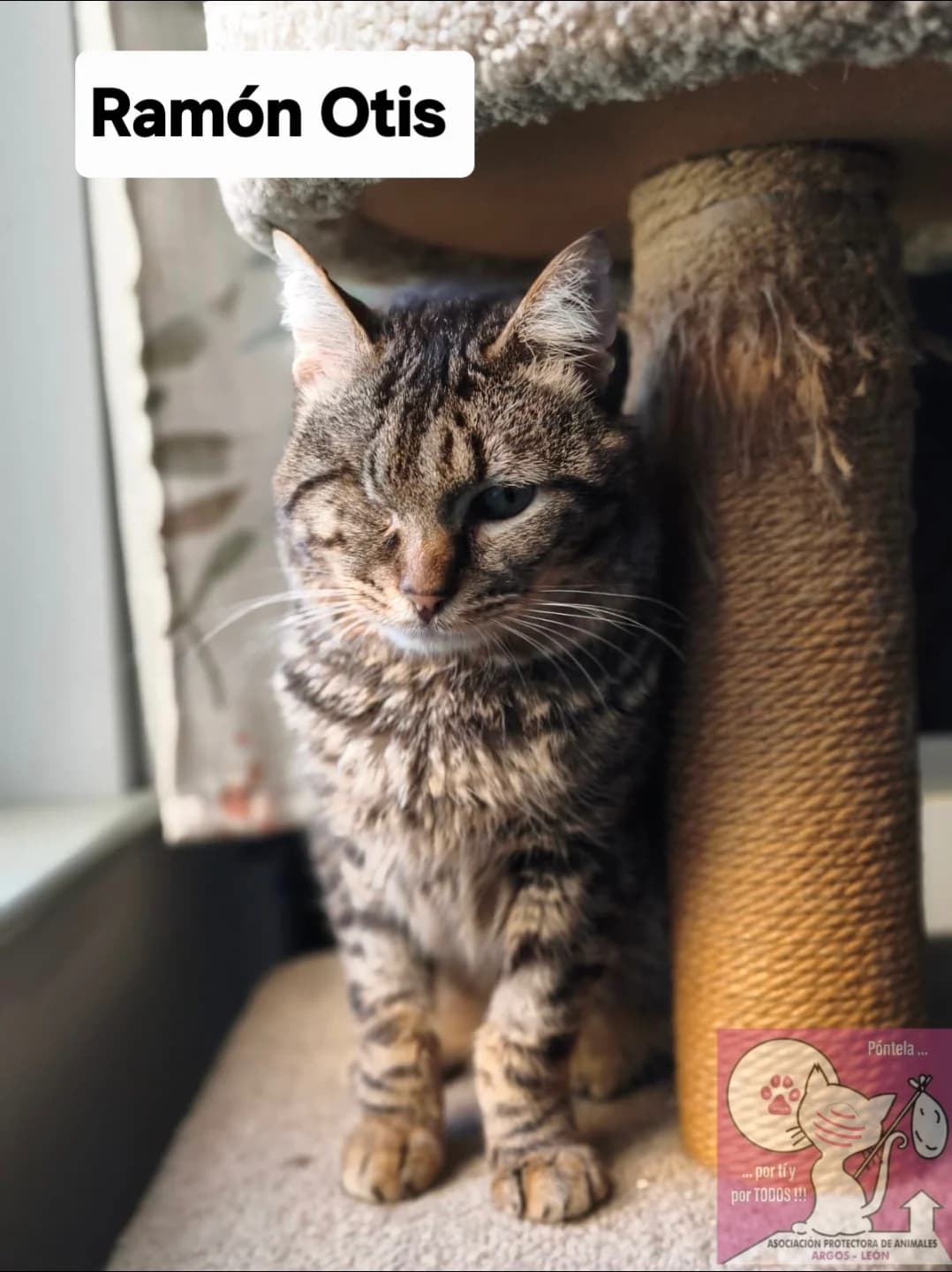 Ramón Otis, male European Shorthair for adoption at ARGOS León