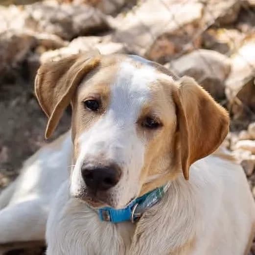 Gusta, male Labrador Retriever for adoption at ASAP Granada, Alhama de Granada