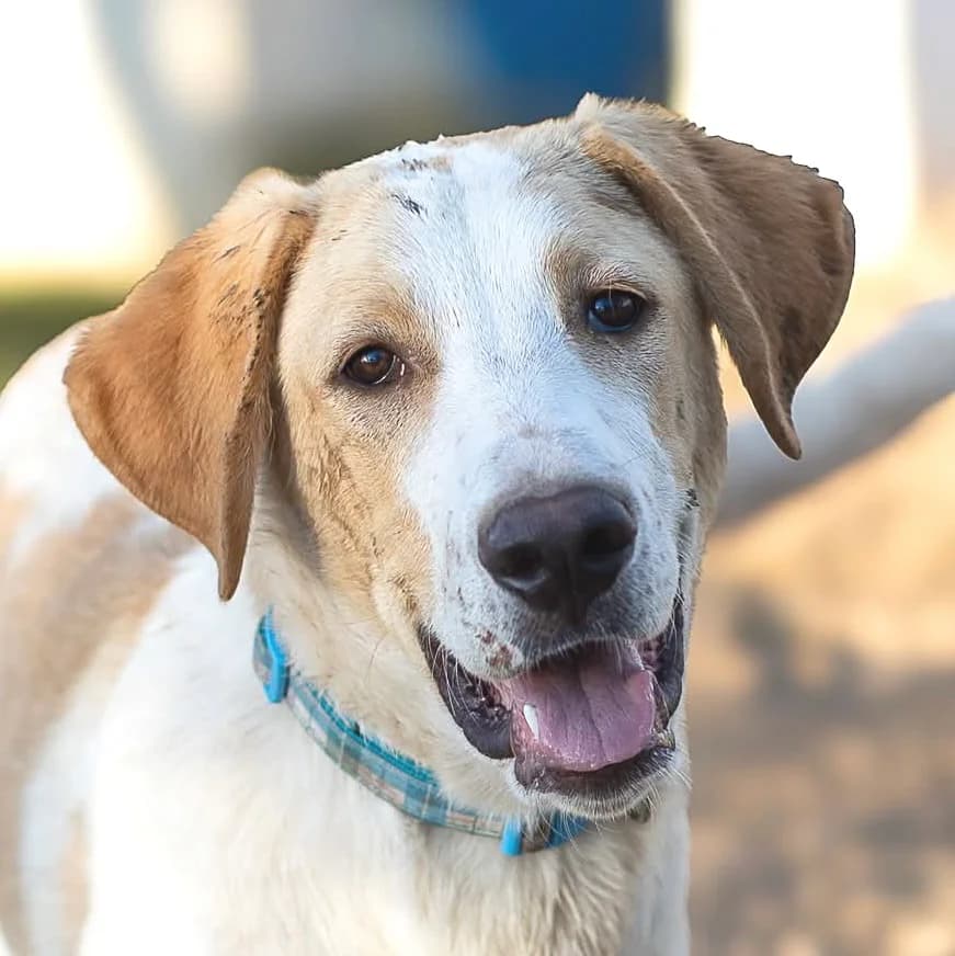 Gusta, male Labrador Retriever for adoption at ASAP Granada, Alhama de Granada