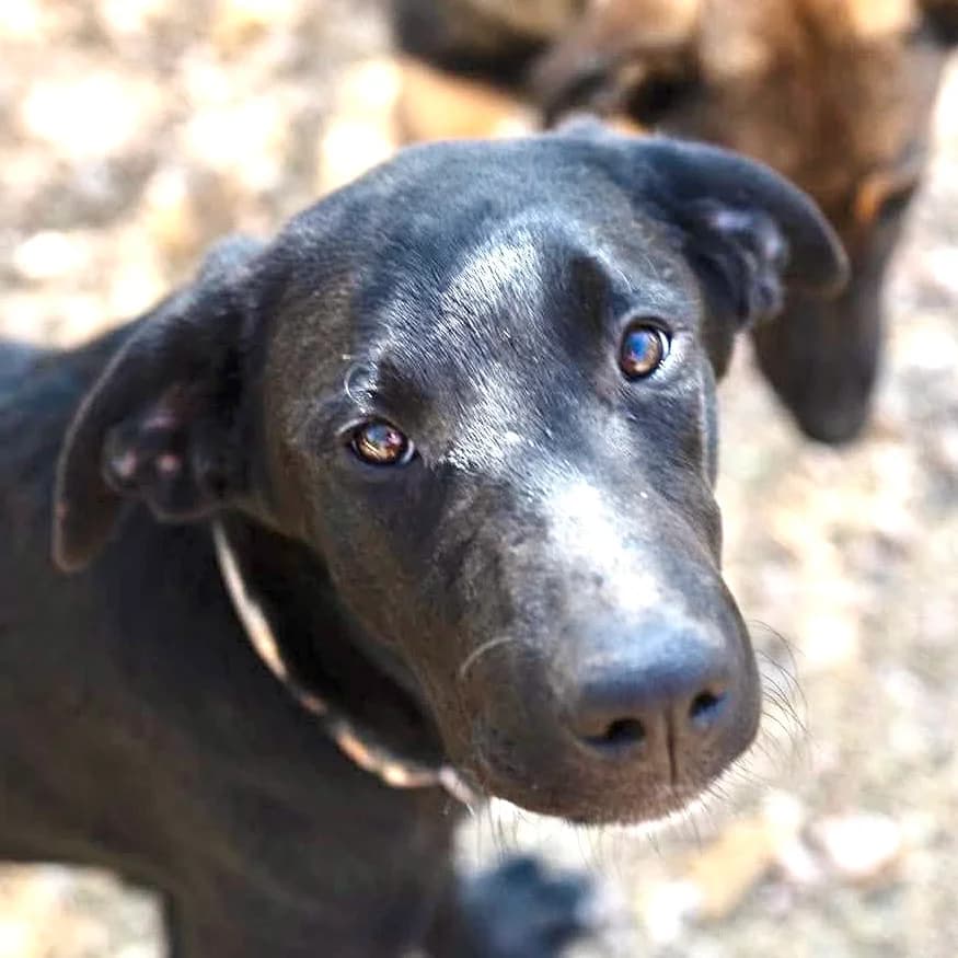 Iner, male Labrador Retriever for adoption at ASAP Granada, Alhama de Granada
